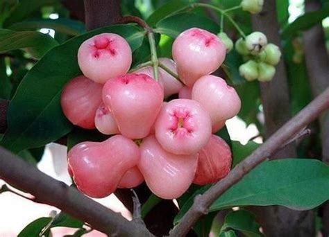 Macopa or tambis | Fruit photography, Exotic fruit, Fruit