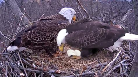 Final moment of eagle hatching in beautiful detail 2019 Full HD ! - YouTube