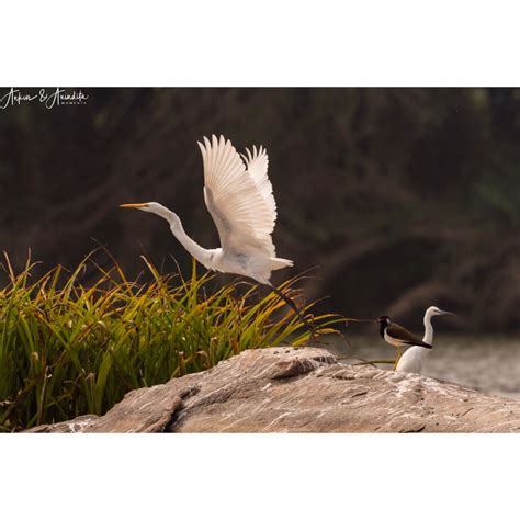 Ranganathittu Bird Sanctuary: Chirpy Mornings At Ranganathittu - Tripoto