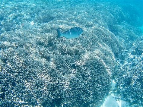 Lord Howe Island: Snorkeling in the Lagoon – Travel2Unlimited