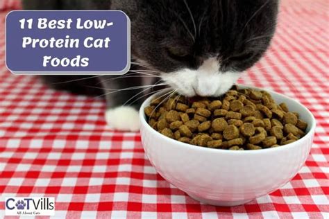 11 Best Low Protein Cat Foods for Your Feline (2023 Reviews)