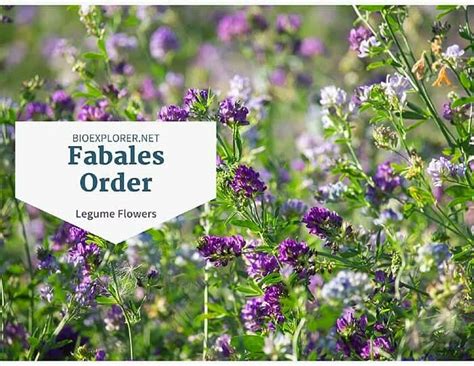 Order Fabales Characteristics | Distribution | Species | BioExplorer.net