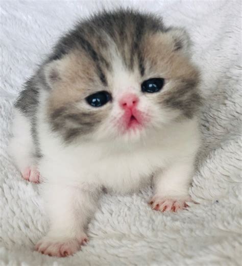 Exotic Shorthair Cats For Sale | Chapel Hill, NC #305286