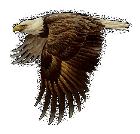 nancy42_2009's Animated Gif | Eagles, Bald eagle, Animals