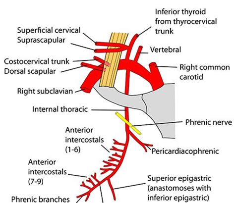 Anatomy Flashcards | Memorang