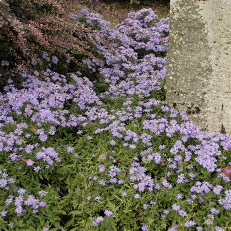 Aster dumosus 'Wood's Light Blue' | Perennial Resource