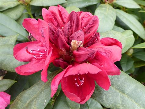 Rhododendron 'Lord Roberts' - Rhododendrons - Plants