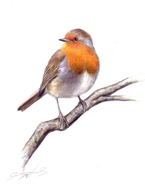 Robin Bird Drawing at GetDrawings | Free download