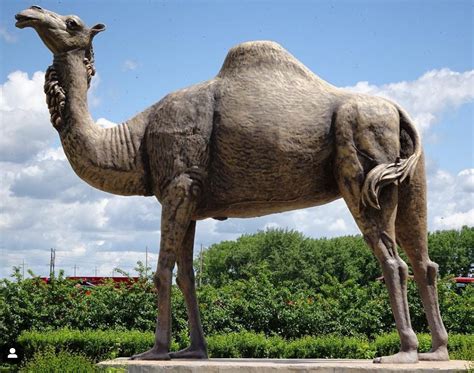 Outdoor Bronze Standing Popular Large Life-Size Camel Statue