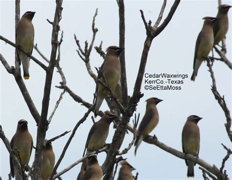 Large flock of Cedar Waxwings