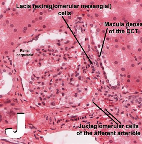 Juxtaglomerular Cells Histology