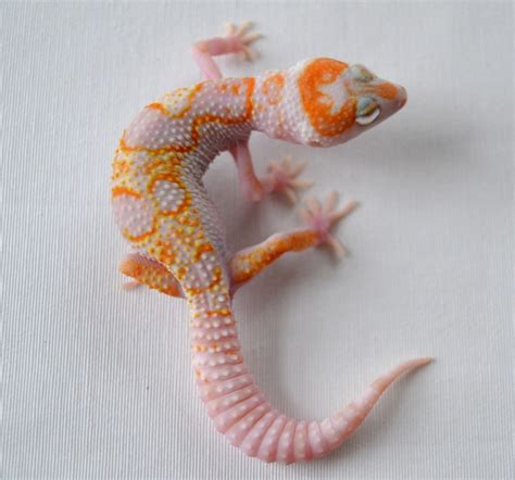 Maine Leopard Gecko--Germany, WY tangelo | Leopard gecko, Leopard gecko morphs, Cute gecko