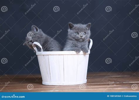 Kittens playing in basket stock image. Image of floor - 108169365