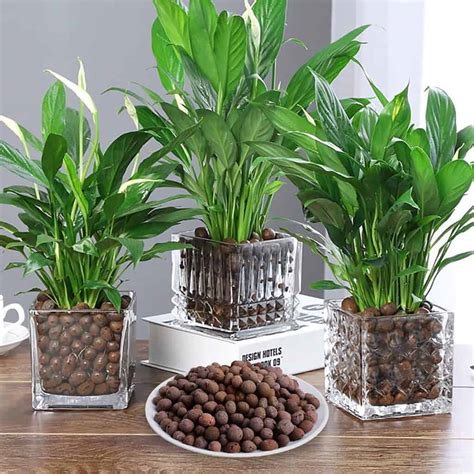 How to Use LECA Balls? - Plants Craze