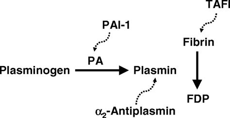 Vascular Functions of the Plasminogen Activation System | Arteriosclerosis, Thrombosis, and ...