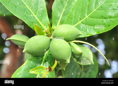 Terminalia catappa fruit Stock Photo - Alamy