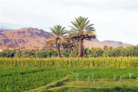 Oasis In The Desert In Morocco Stock Photo - Image of green, land: 39625110