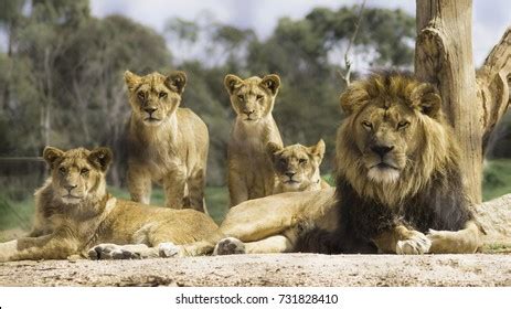 66,327 Lion Pride Images, Stock Photos & Vectors | Shutterstock