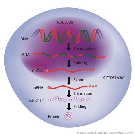 Alternative splicing: a new approach to drug development? An interview with Lucy Donaldson