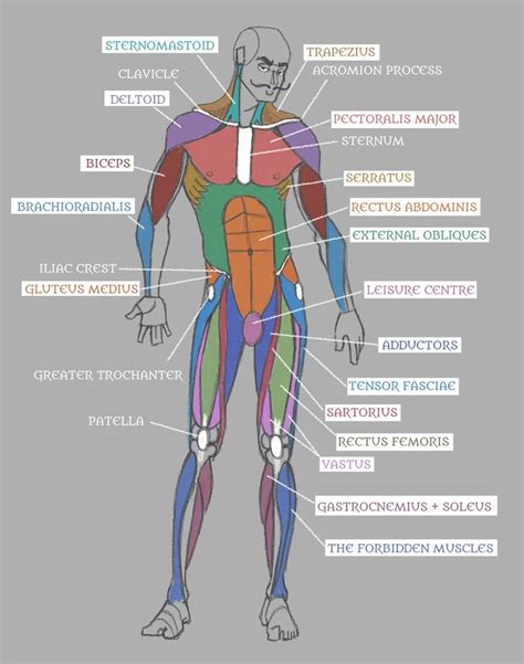 Complete anatomy of a muscle diagram - tewswe