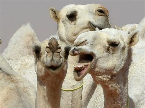 Saudi Beauty Competition Disqualifies Twelve Camels for Botox Injections