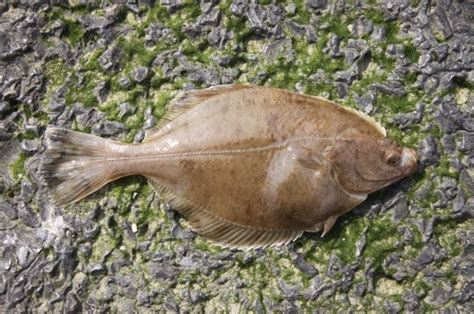 What is the Difference Between Flounder and Halibut - Pediaa.Com