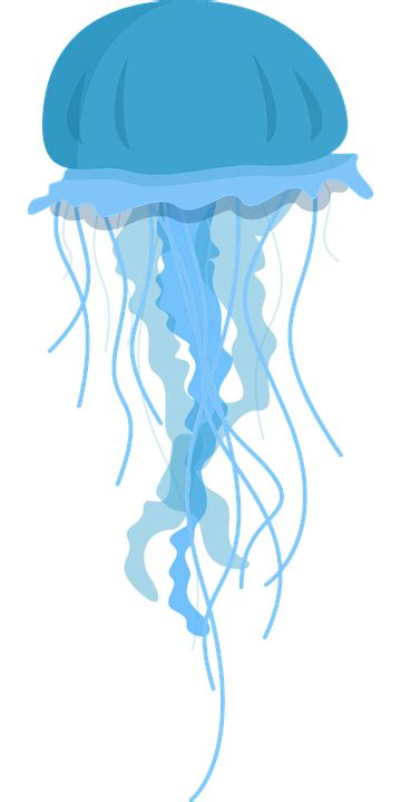 Download Jellyfish, Marine, Animal. Royalty-Free Vector Graphic - Pixabay