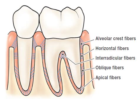 Periodontal Membrane