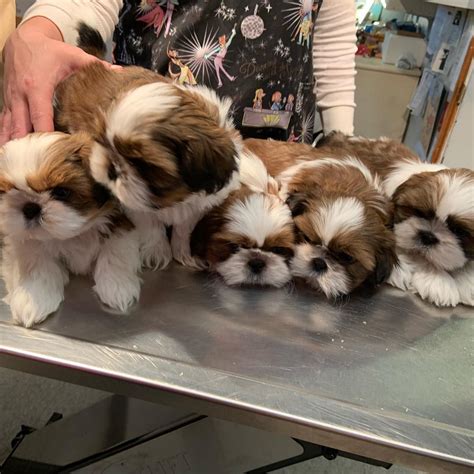 Shih Tzu Puppies For Sale | Dallas, TX #325347 | Petzlover