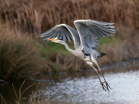 Grey Heron Bird Facts (Ardea cinerea) | Bird Fact