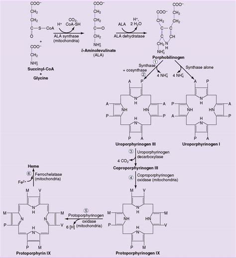 Heme Metabolism | Basicmedical Key