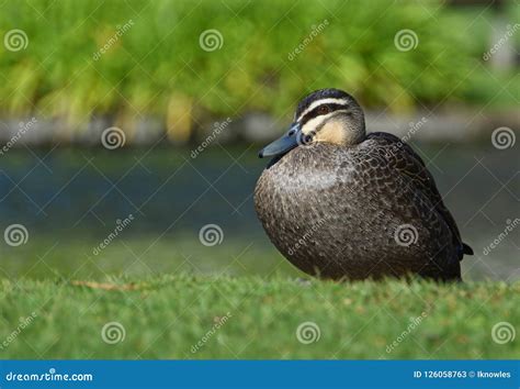 Wet Duck with Water Droplets on Feathers Stock Image - Image of ground, green: 126058763