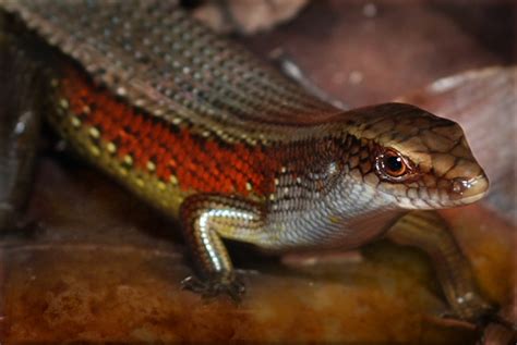 Ground Skink at Labrador Park | Spotted this Ground Skink mo… | Flickr