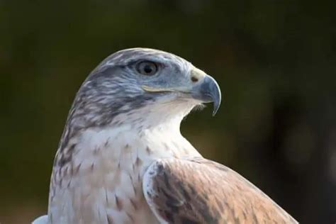 12 Species of Hawks to Spot in Arizona (Pictures) - Bird Feeder Hub