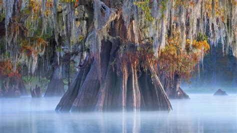 阿查法拉亚盆地中的一棵柏树路易斯安那州 ( Chris Moore/Tandem Still Motion) | Cypress swamp, Bald cypress, Cypress trees