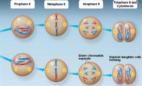 meiosis_II.html 13_08bAnimalMeiosisTwo.jpg