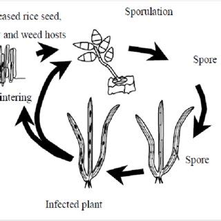 Rice Blast Life Cycle