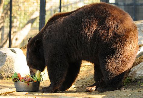 Chow – Folsom Zoo Friends