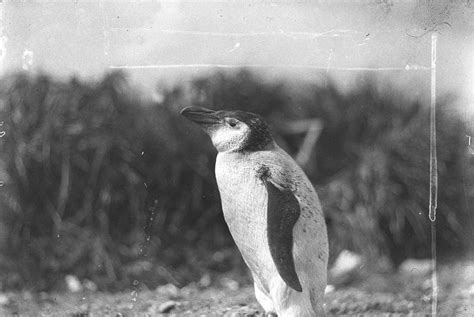 File:An Adelie Royal penguin, Australasian Antarctic Expedition, 1911-14 - photographer Harold ...