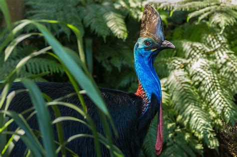 Daintree National Park - voyage, circuits et guide | Australia Roads