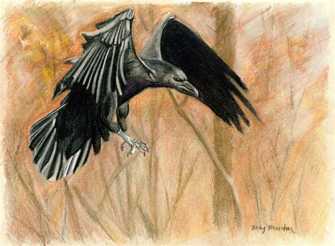 Crow in flight by mkmars on DeviantArt