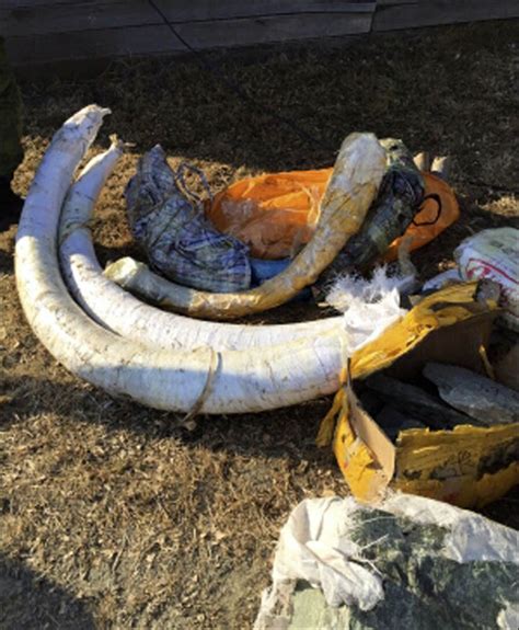 Major seizure of woolly mammoth tusks and precious stones bound for China