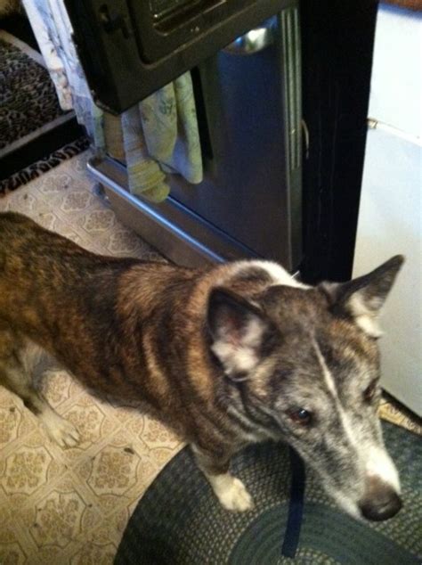 Update: Owner reunited with missing dog | MLTnews.com