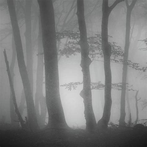 Foggy Trees Photograph by Billy Currie Photography - Fine Art America