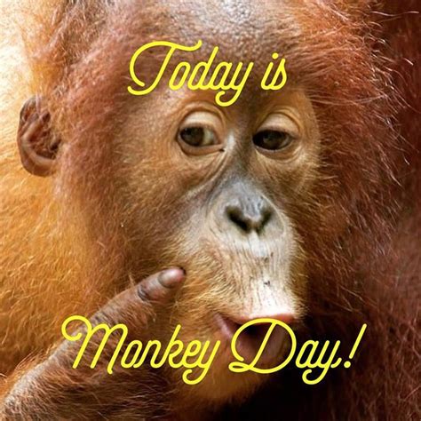 an orangutan with the words today is monkey day