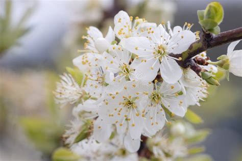 Yellow plum tree in bloom stock image. Image of growth - 114839885