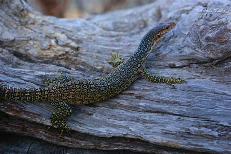 For Sale Peacock Monitors Varanus auffenbergii - FaunaClassifieds