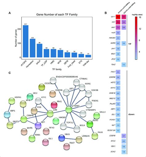 | Transcription factors analyses. (A) Families of all transcription... | Download Scientific Diagram