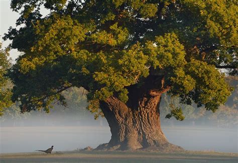 England’s ancient oaks | Neptune | Unique trees, Beautiful tree, Trees to plant