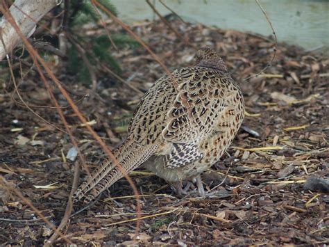 The Online Zoo - Common Pheasant